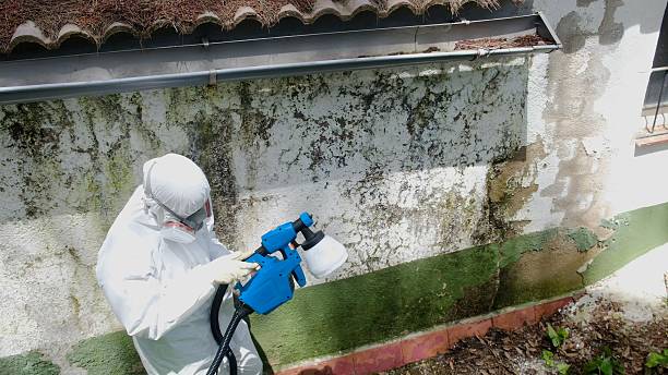 Trusted Mold Inspection service in Rhodelia, KY - Cheap Mold Removal